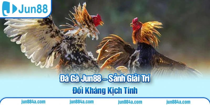 Đá Gà Jun88 – Sảnh Giải Trí Đối Kháng Kịch Tính
