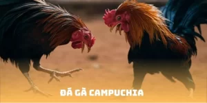 Đá Gà Campuchia