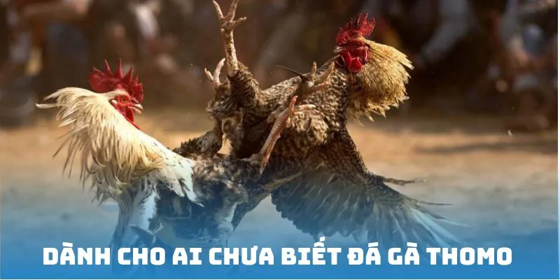 Đá gà Thomo là gì cho những ai chưa biết