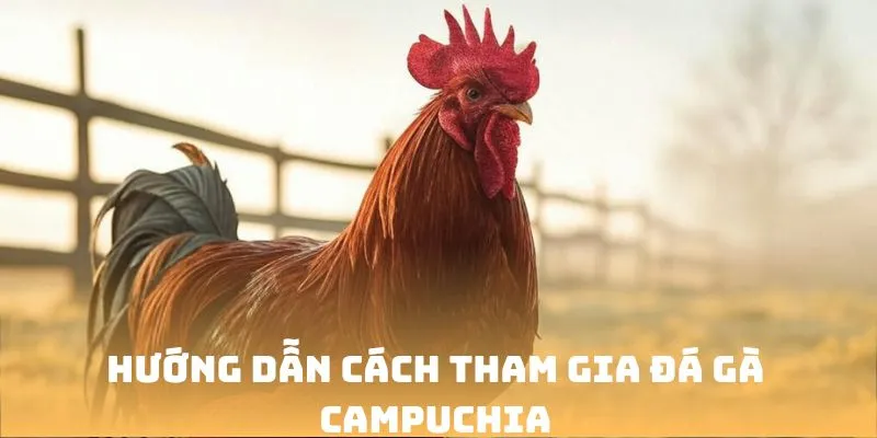 Hướng dẫn cách tham gia đá gà campuchia Jun88